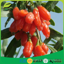 2016 nuevo cultivo IQF congelado goji berry